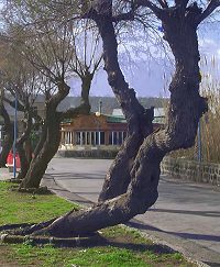 IL GALEONE